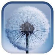 Galaxy S3 Одуванчик